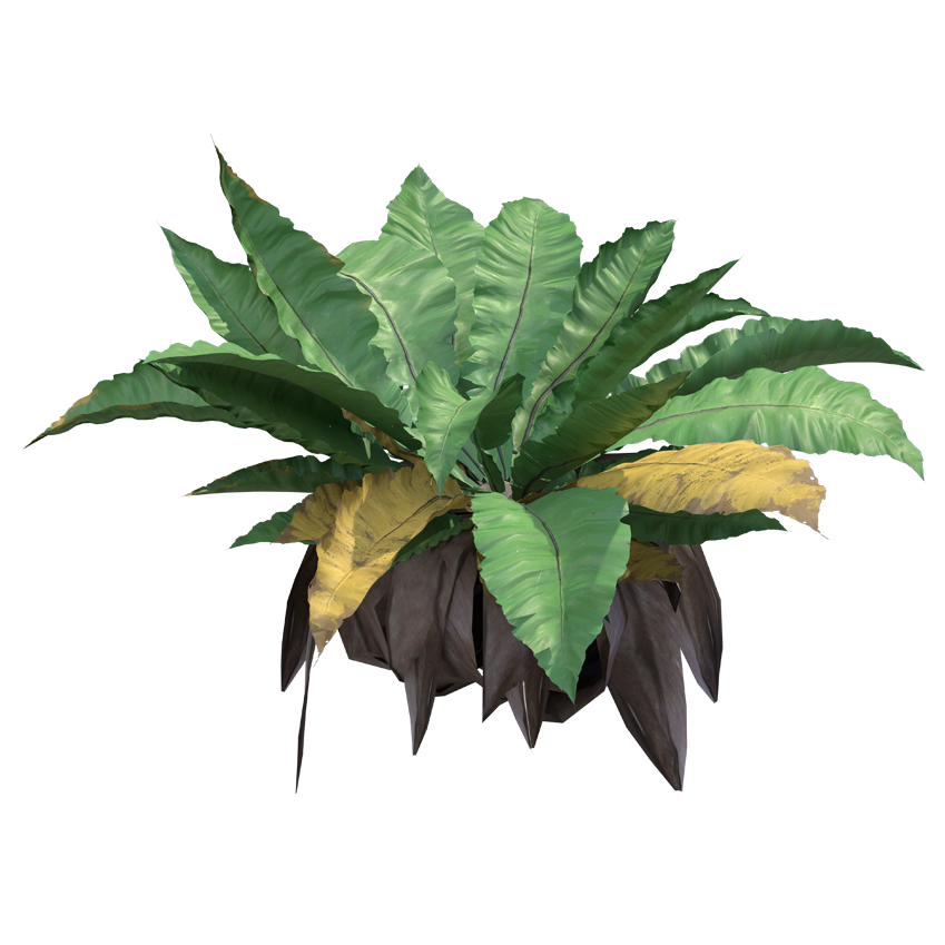 Asplenium nidus - Bird's Nest Fern